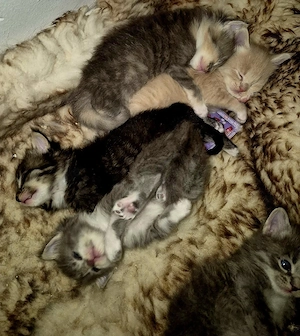 Xxl Maine Coon Mix Kitten