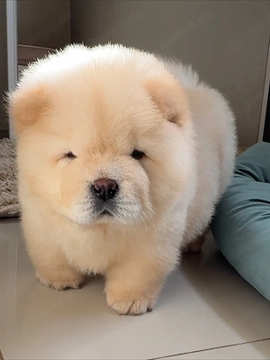 Wunderschöne Chow-Chow-Welpen suchen ein liebevolles zuhause