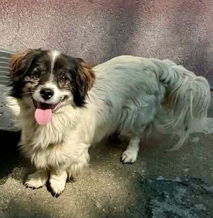 Rocky, kleines Männlein sucht seine Familie