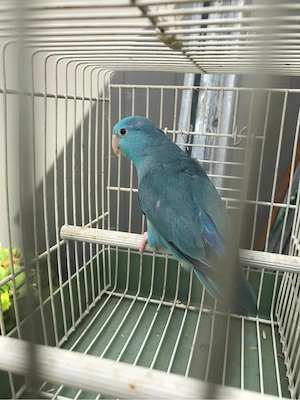 Blaugenick Sperlingspapagei