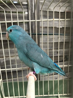 Blaugenick Sperlingspapagei