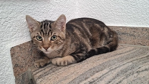 Hauskatzen