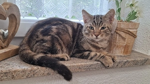 Hauskatzen