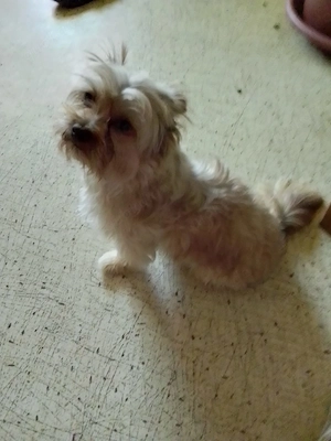 Yorki Mischling