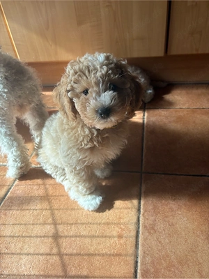 Hunde  Welpen  Maltipoo   Bild 2