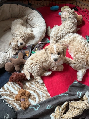 Hunde  Welpen  Maltipoo   Bild 4