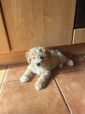 Hunde  Welpen  Maltipoo   Bild 5
