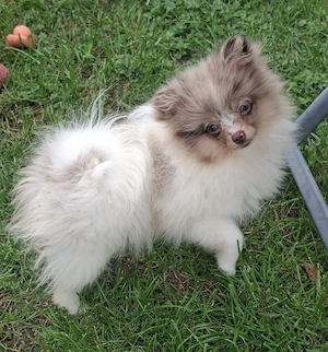hübsches Pomchi Mädchen abzugeben
