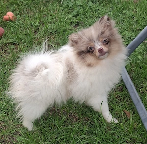 hübsches Pomchi Mädchen abzugeben