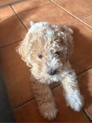 Hunde  Welpen  Maltipoo   Bild 3