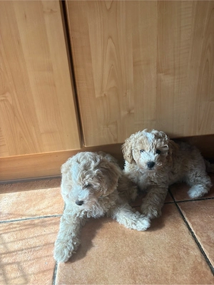 Hunde  Welpen  Maltipoo  