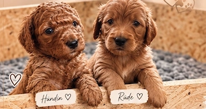 Labradoodle f1b welpen