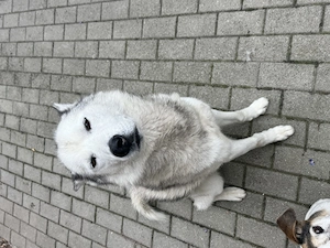 Husky abzugeben 