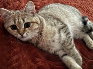 bkh kitten suchen neue zuhause 