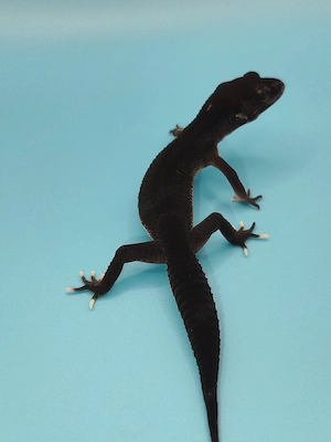 TSF Black Night Mack Snow het. Eclipse Leopardgecko NZ 2026