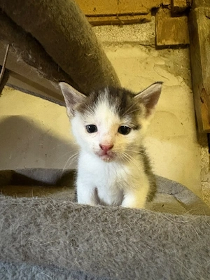 Zahmes, kinderliebes Kätzchen (Kater, grau-weiß) sucht Zuhause ab Anfang Oktober
