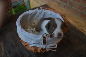 Border Collie FCI VDH 