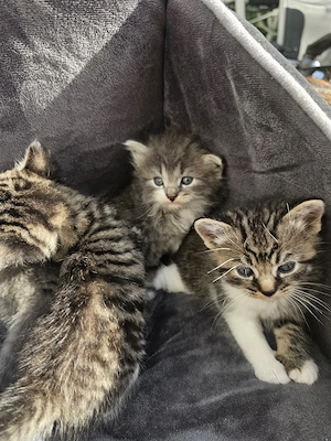 Türkische Angora Mix Katzenbabys in liebevolle Hände 