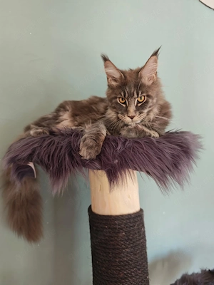 Maine Coon Kater mit Stammbaum