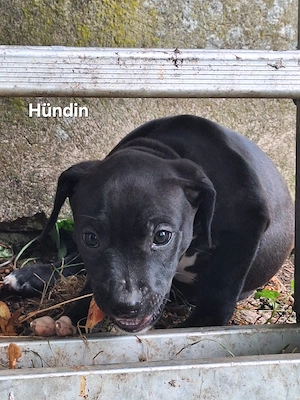 Labrador-Pittbull-Mix American XXL Bulli Welpen