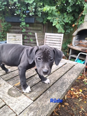 Labrador-Pittbull-Mix American XXL Bulli Welpen