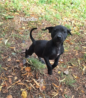 Labrador-Pittbull-Mix American XXL Bulli Welpen