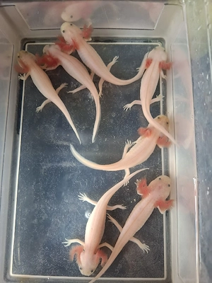 Axolotl Jungtiere 