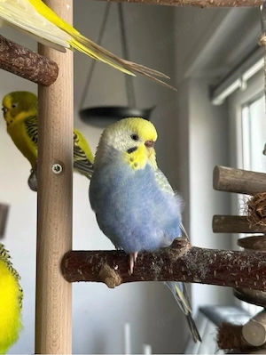 Vier Wellensittiche handzahm mit Zubehör