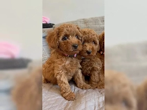 Super Cavapoo mini Welpen 