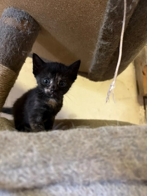 Zahme, kinderliebe Schildpatt-Katze (weiblich) sucht Zuhause ab Anfang Oktober