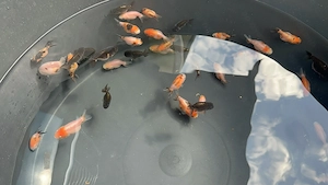 Ranchu Goldfische - eigene Hobby Nachzucht 