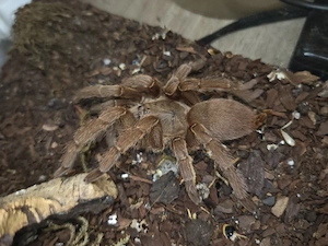 0.1 Chilobrachys guangxiensis 