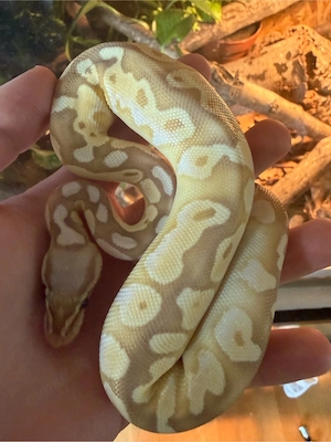 1.0 Butter Banana Pastel pos. Calico DNZ 26