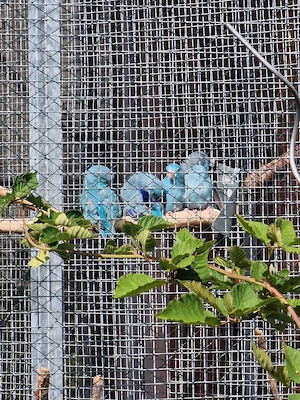 Blaugenick-sperlingspapageien 