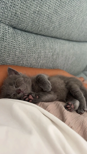 Süße Babykatzen yu verkaufen 