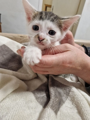 baby katzen       