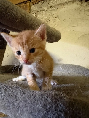 Zahmer, kinderlieber roter Kater sucht ein liebevolles Zuhause ab Anfang Oktober
