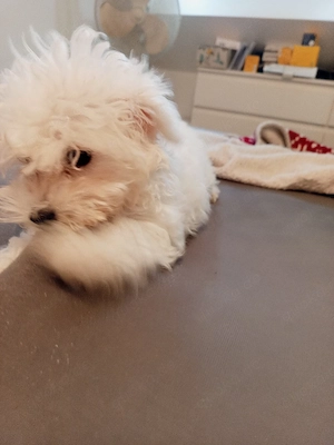 Bichon Malteser Toys mini 
