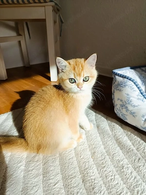 Wunderschöne BKH Kitten in Gold suchen ein liebevolles Zuhause