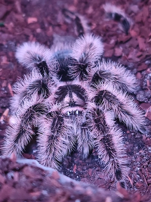 0.1 Tliltocatl albopilosum Kraushaarvogelspinne