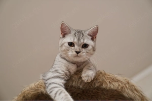 Reinrassige BKH Kätzchen - Britisch Kurzhaar Kitten