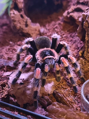 0.1 Brachypelma auratum