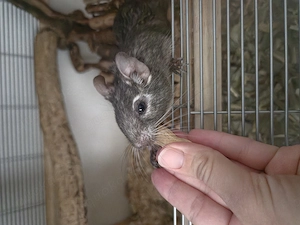 Liebevolles Degu-Schwesternpaar (ca. 2 Jahre) sucht neues Zuhause mit Gesellschaft
