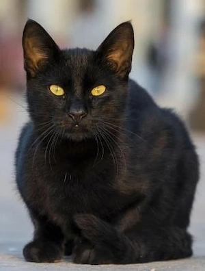 Schwarze Kätzin 3 Jahre