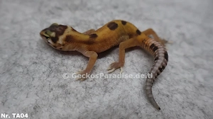 Leopardgecko 2026 Männchen Weibchen