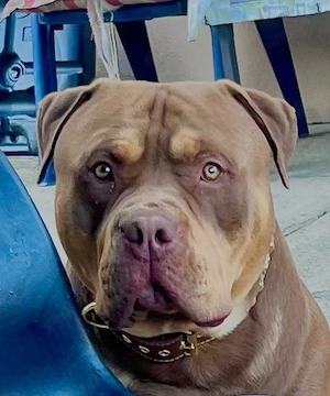 Schöner American Bully XL Rüde 20 Monate