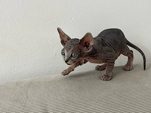 Kanadische Sphynx Katze Kitten 