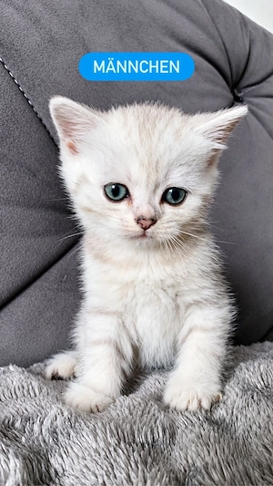 BKH Katze 