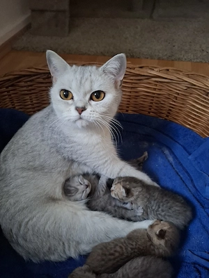 BKH Katzenbarbis
