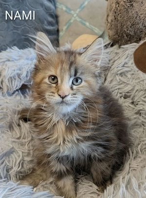 typvolle Maine Coon Kitten  